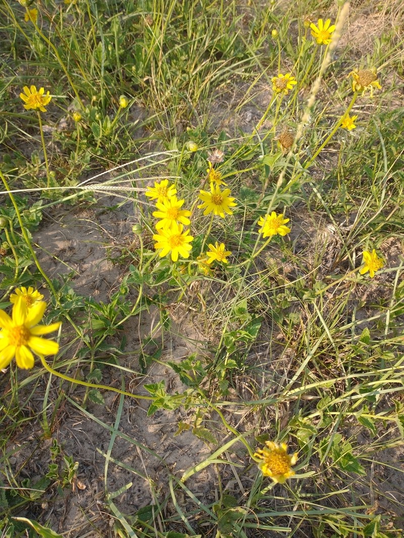 Calea uniflora photo 4