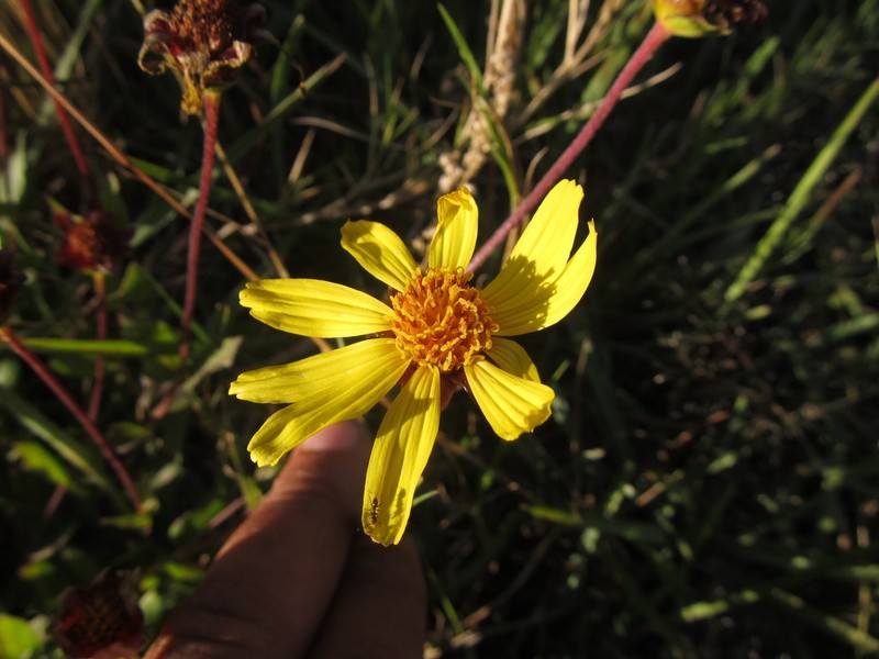 Calea uniflora photo 5