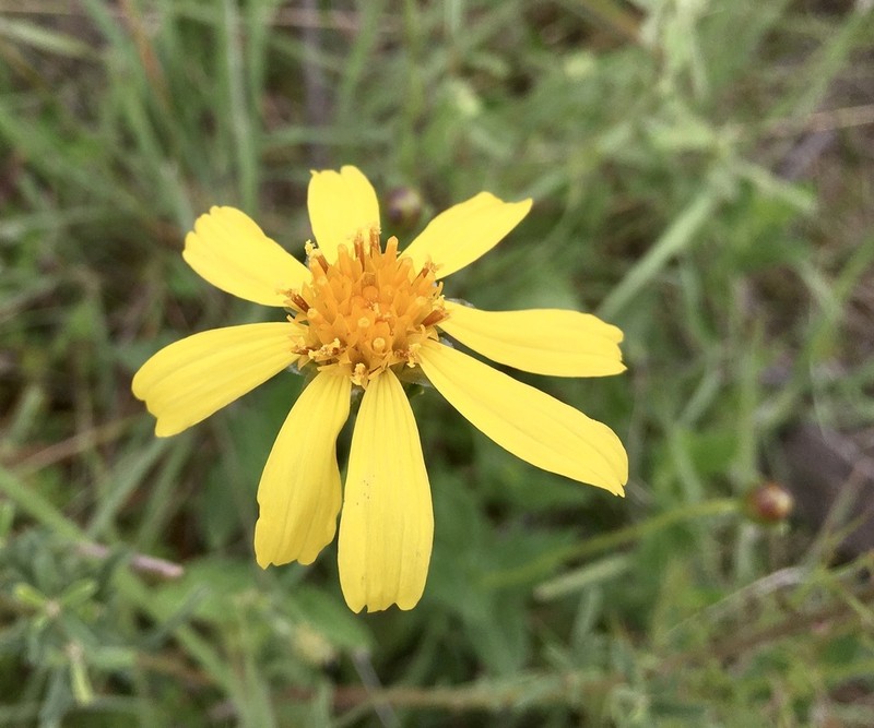 Calea uniflora photo 6