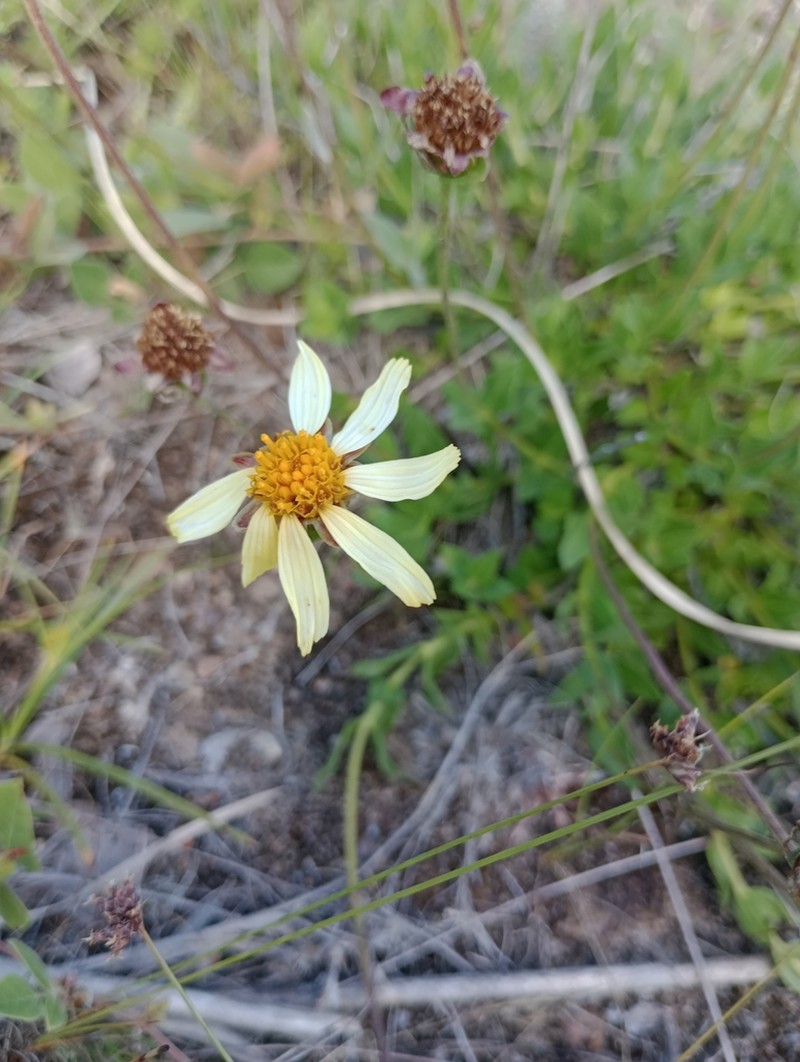 Calea uniflora photo 7