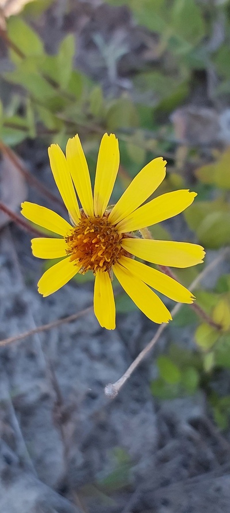 Calea uniflora photo 8