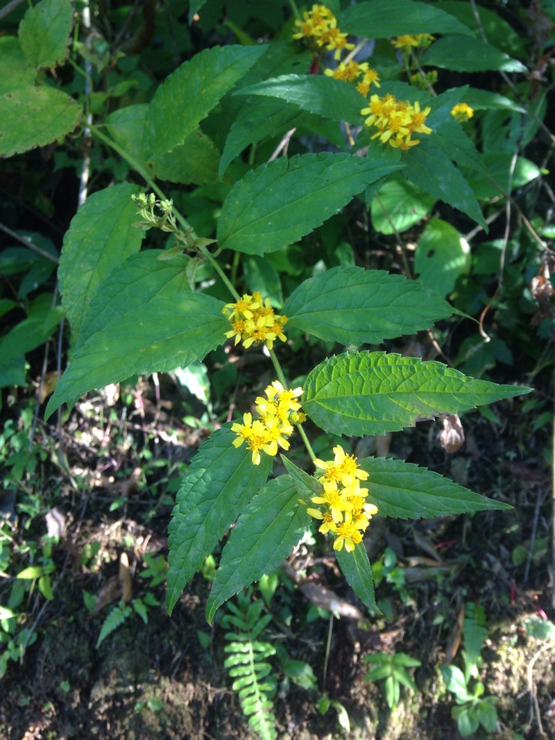 Calea urticifolia