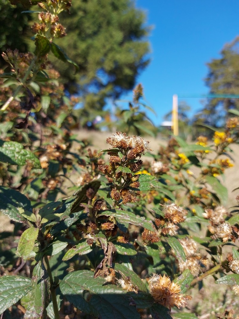 Calea urticifolia photo 2