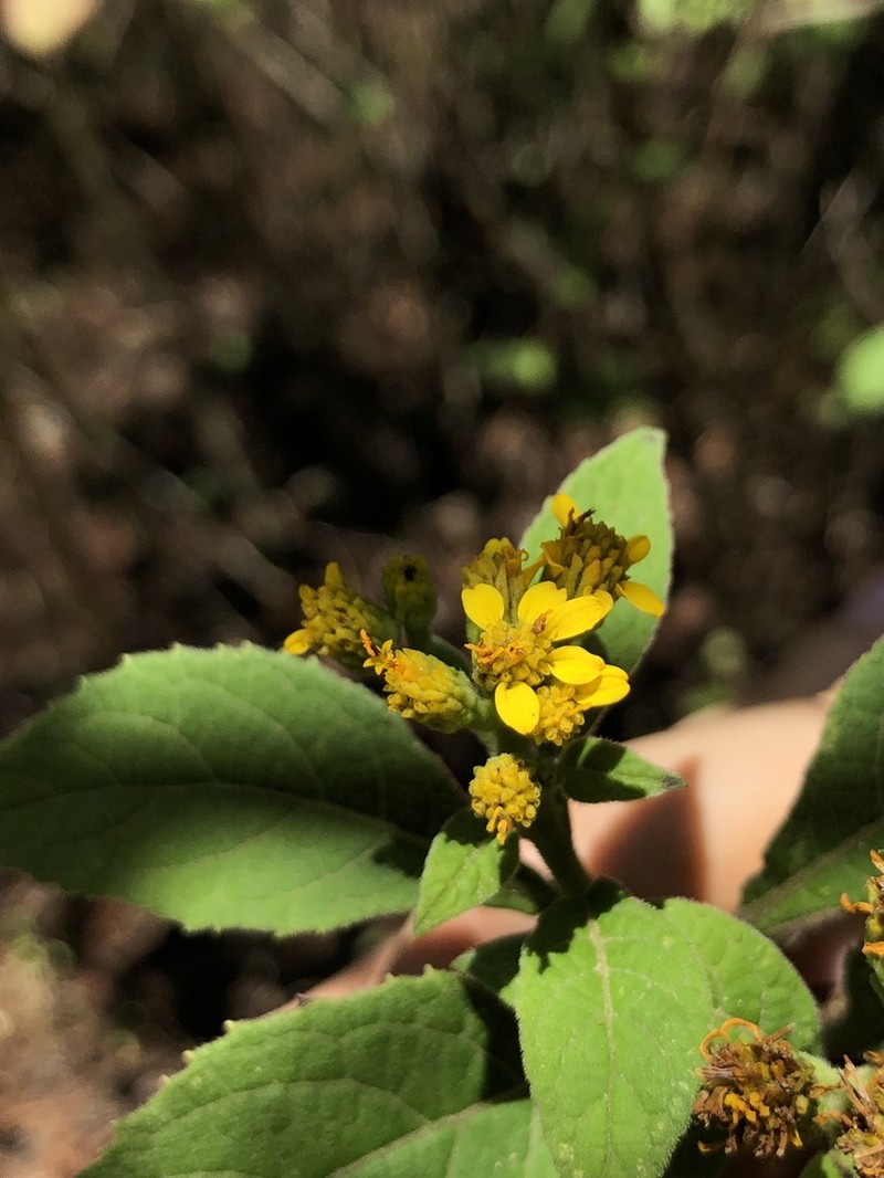 Calea urticifolia photo 3