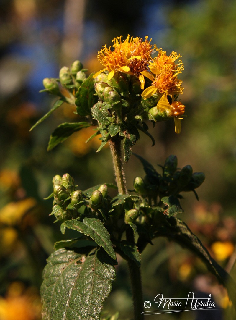 Calea urticifolia photo 4