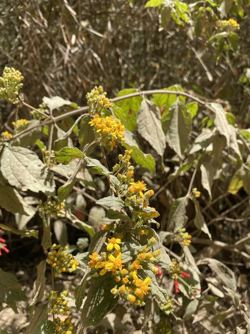 Calea urticifolia photo 5