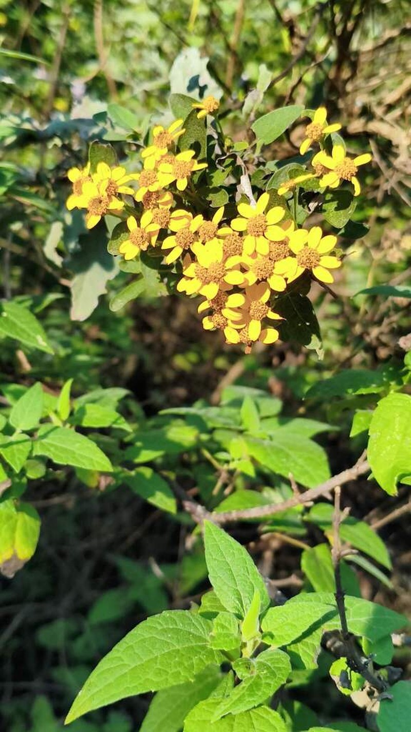 Calea urticifolia photo 6