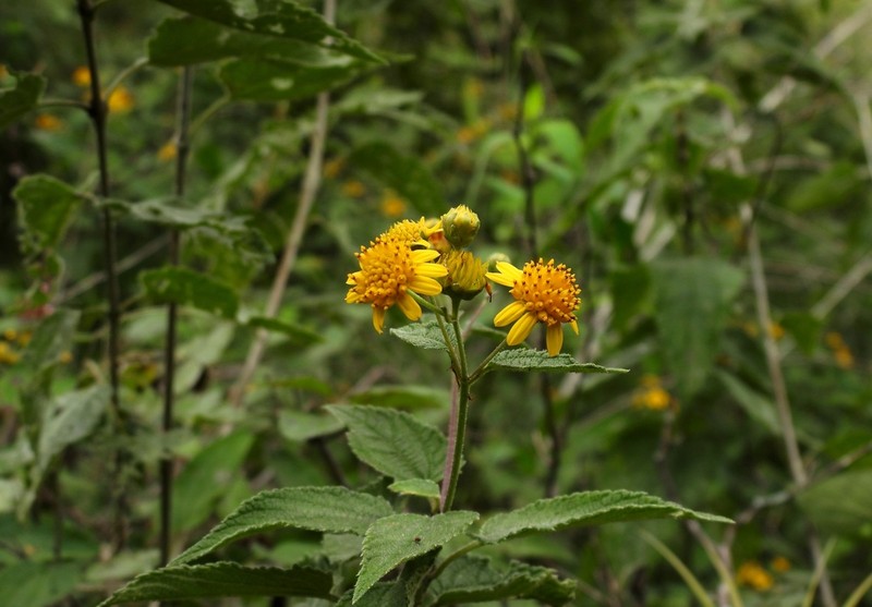 Calea urticifolia photo 7