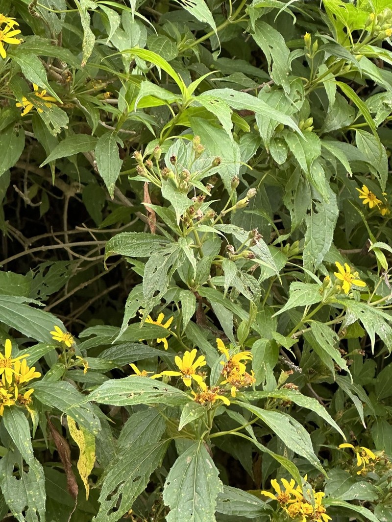 Calea urticifolia photo 8