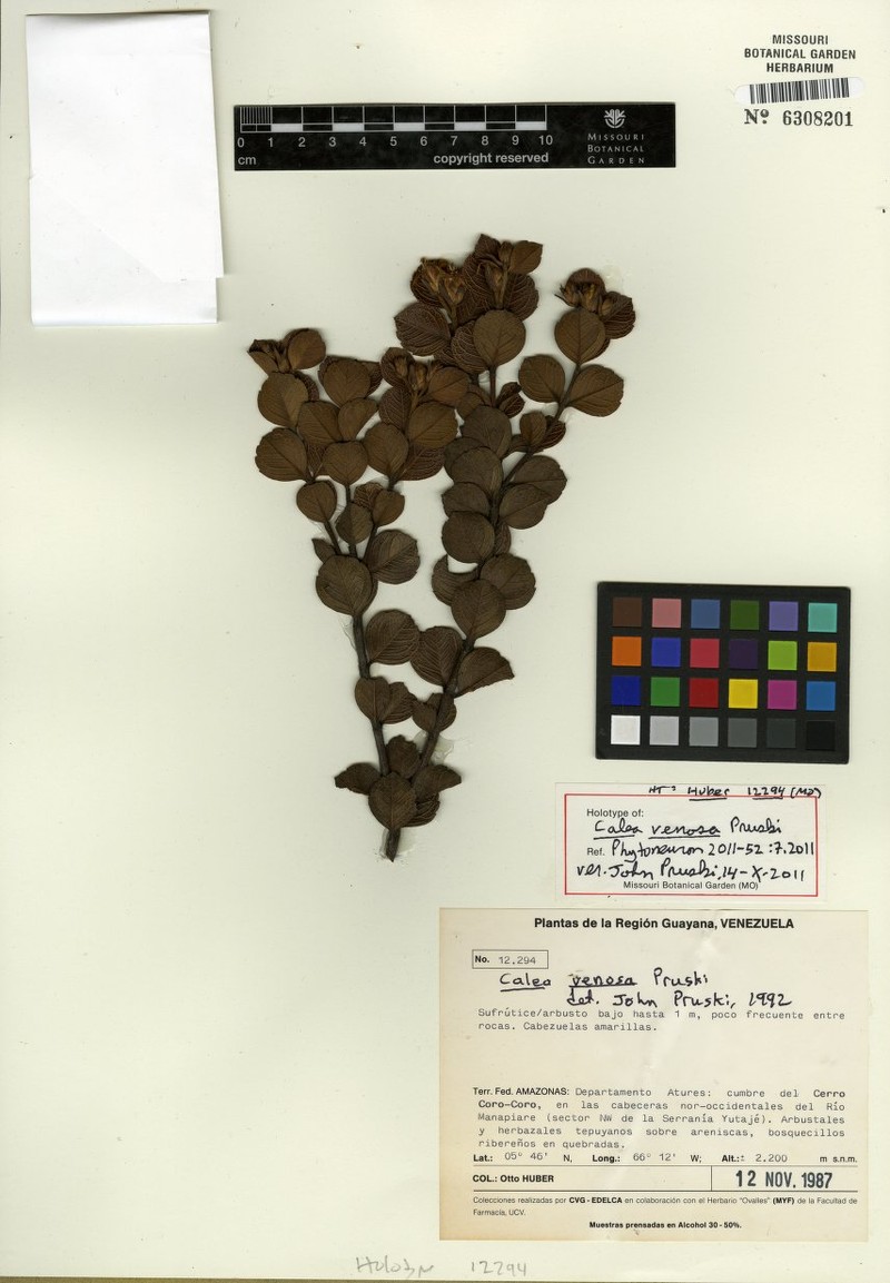 Calea venosa