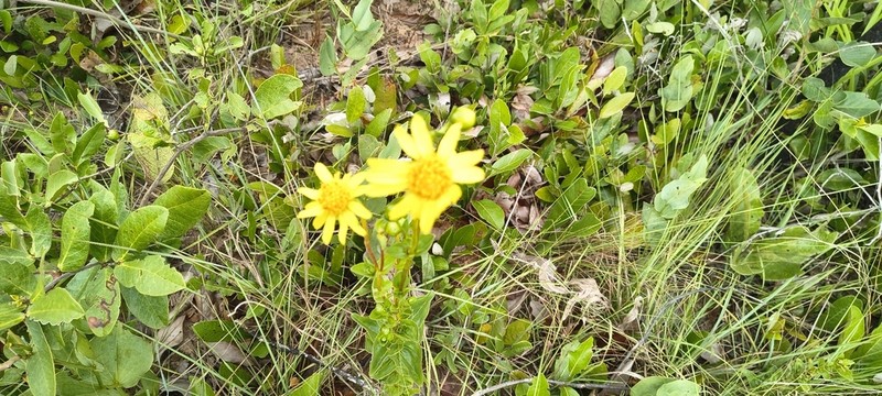 Calea verticillata