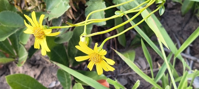 Calea verticillata photo 2