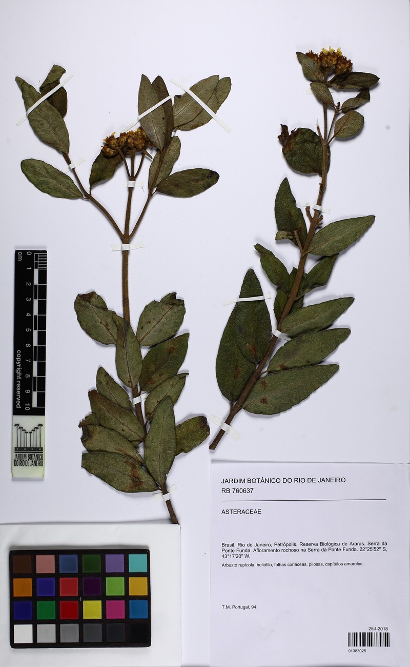 Calea wedelioides