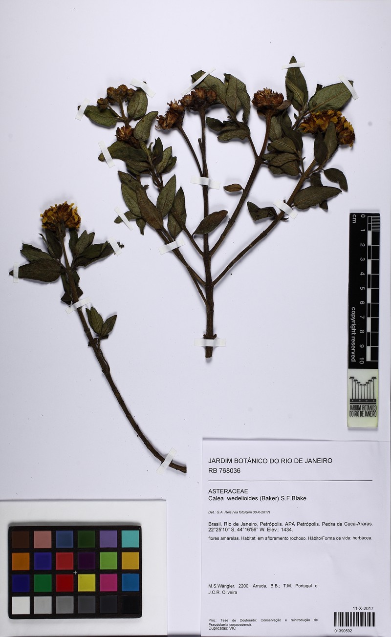 Calea wedelioides photo 2