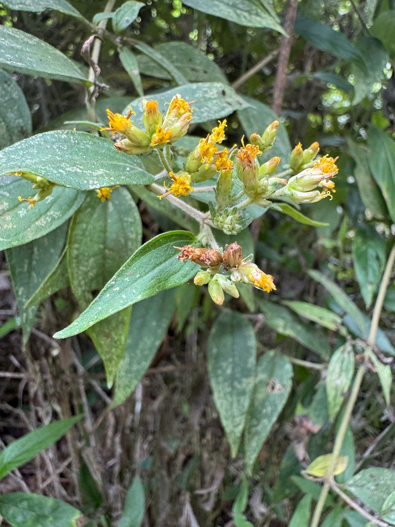 Calea yariguiensis