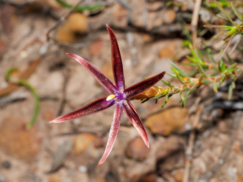 Calectasia demarzii