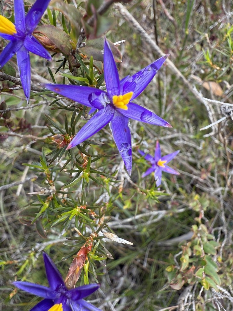 Calectasia demarzii photo 2