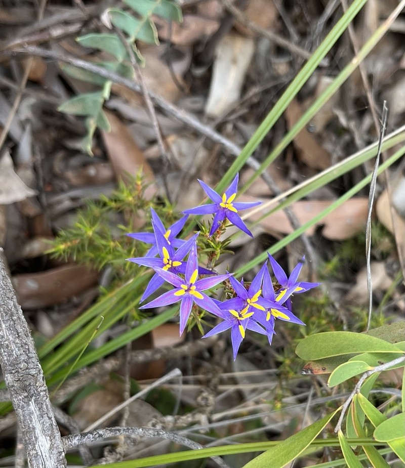 Calectasia demarzii photo 3