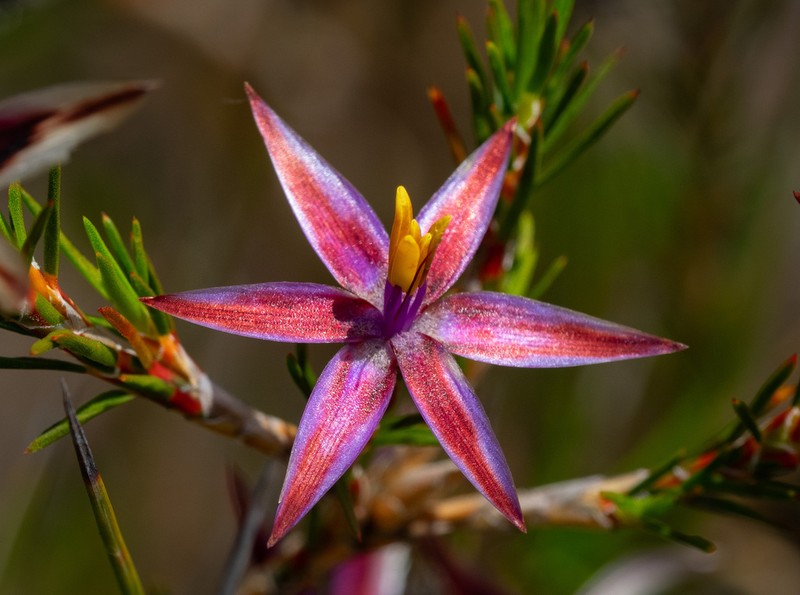 Calectasia demarzii photo 4