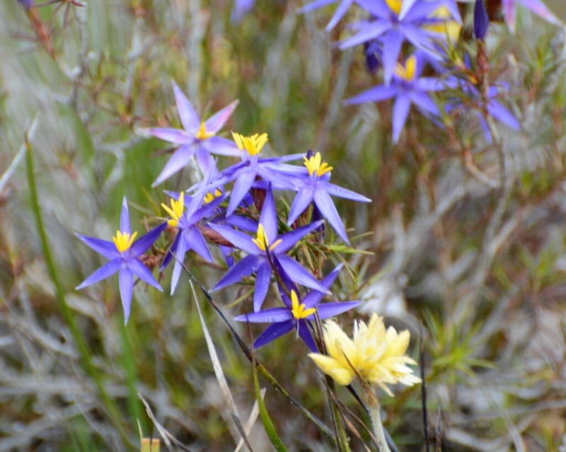 Calectasia demarzii photo 5