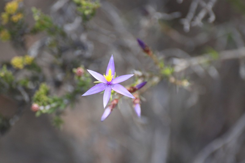Calectasia demarzii photo 6