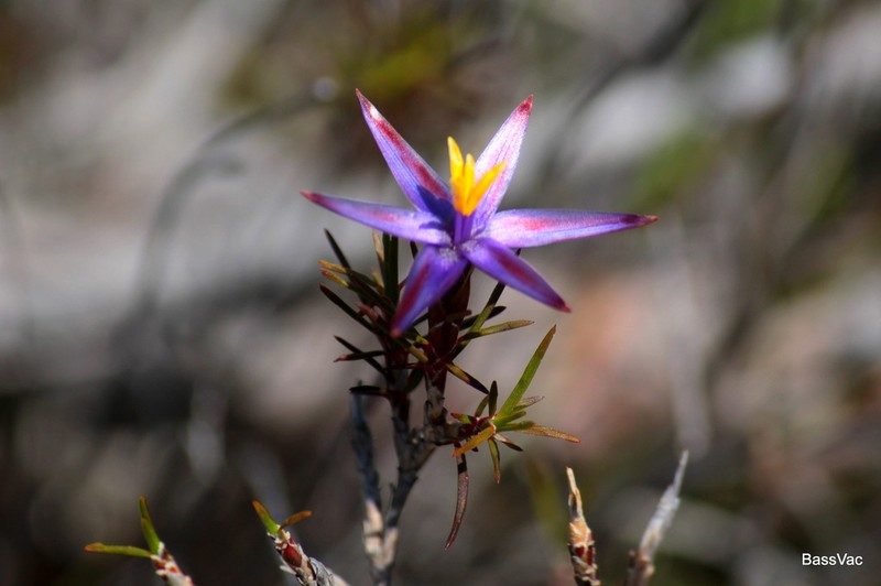 Calectasia demarzii photo 7