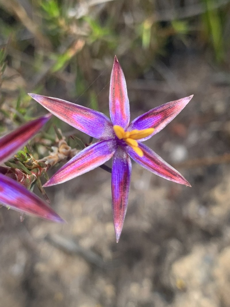 Calectasia demarzii photo 8
