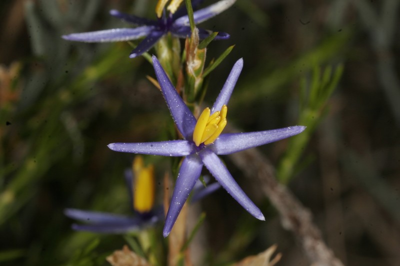 Calectasia elegans