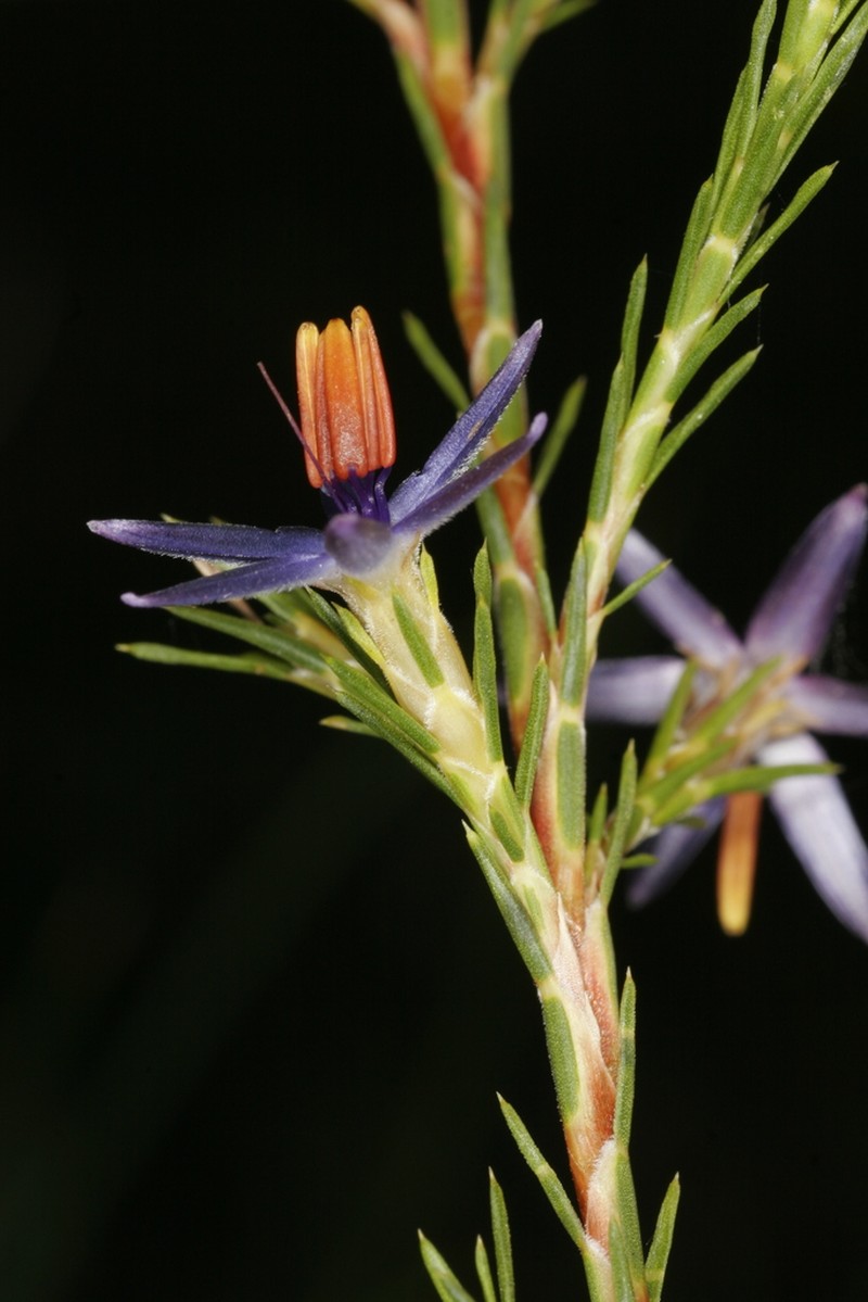 Calectasia elegans photo 2