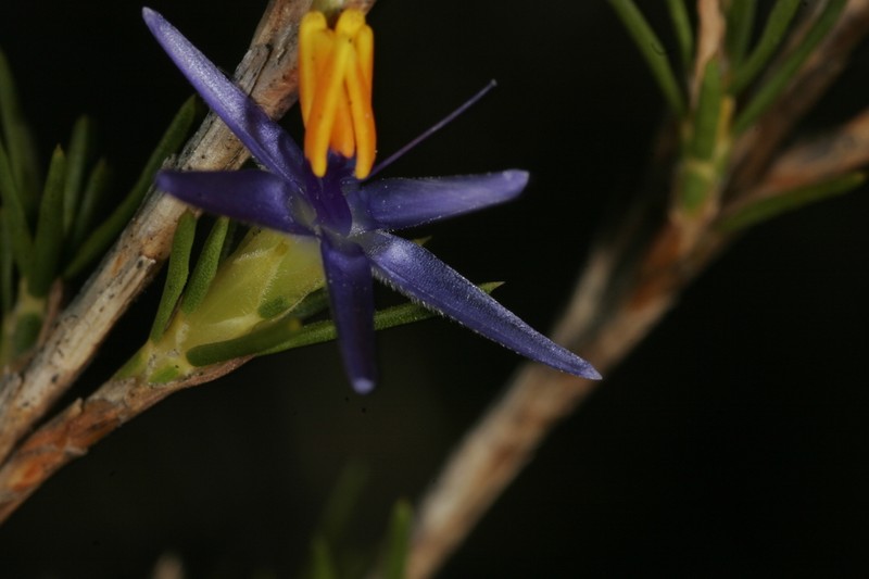 Calectasia elegans photo 3
