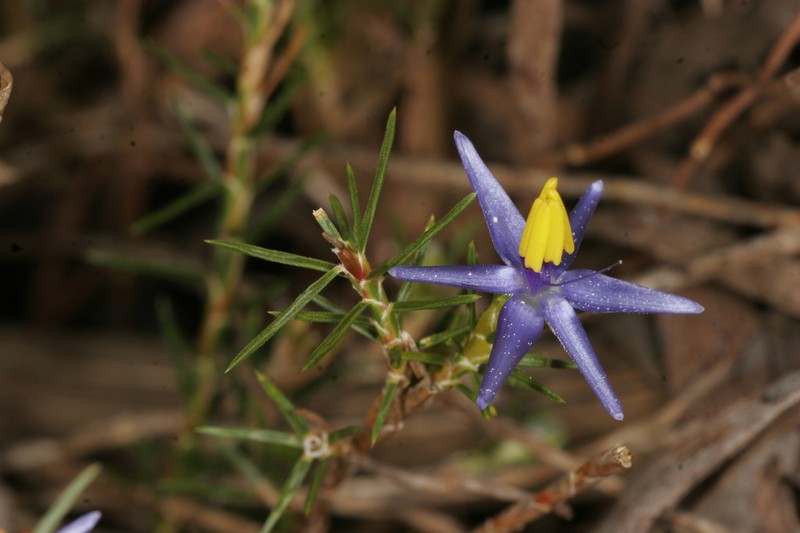 Calectasia elegans photo 4