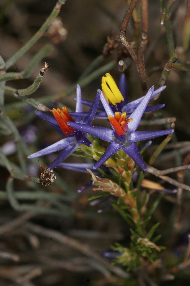 Calectasia elegans photo 5