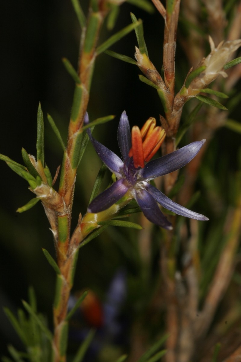 Calectasia elegans photo 6