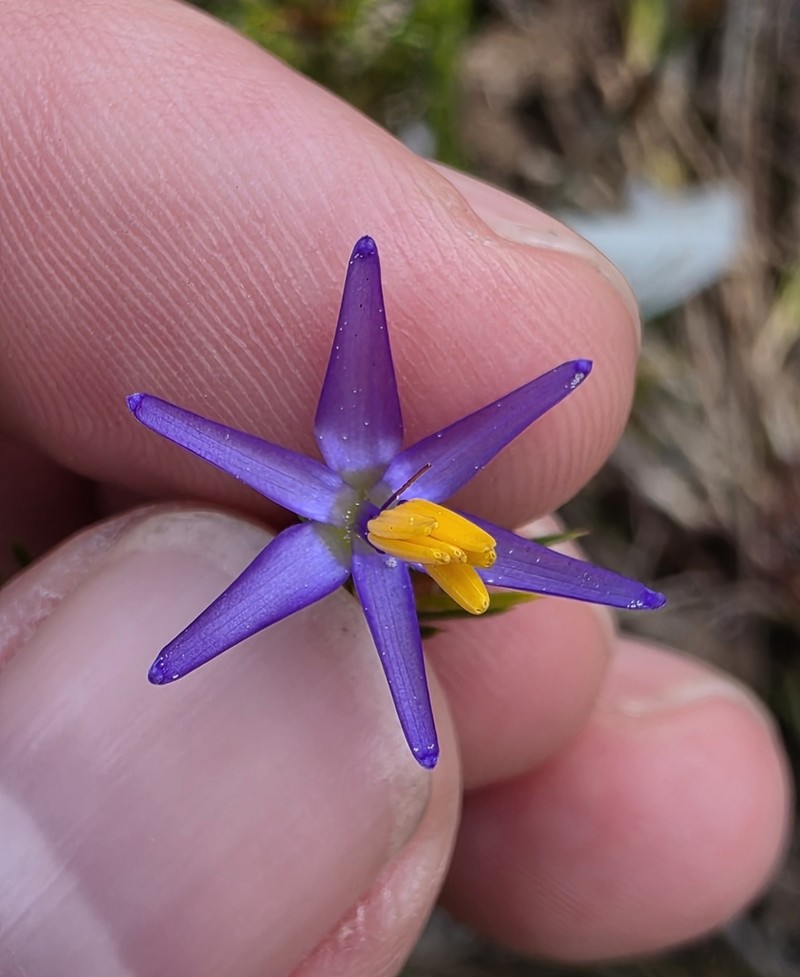 Calectasia elegans photo 7