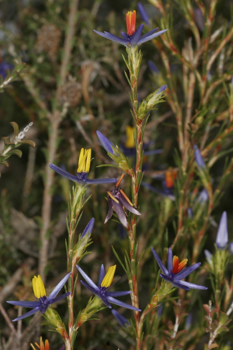 Calectasia elegans photo 8