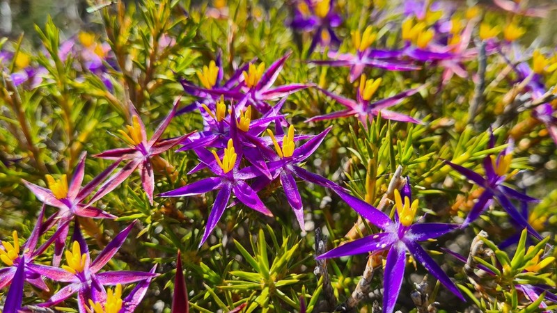 Calectasia jubilaea