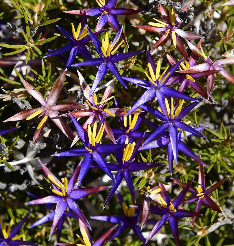 Calectasia jubilaea photo 2