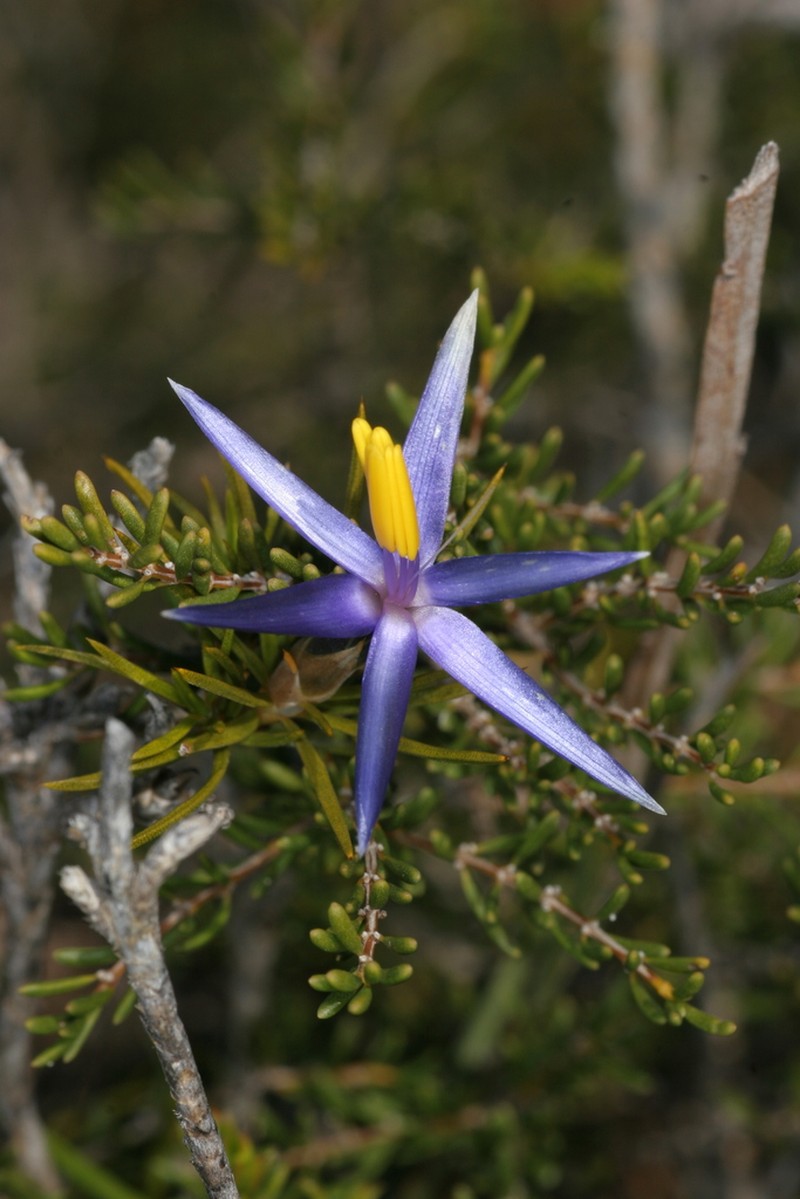 Calectasia jubilaea photo 3
