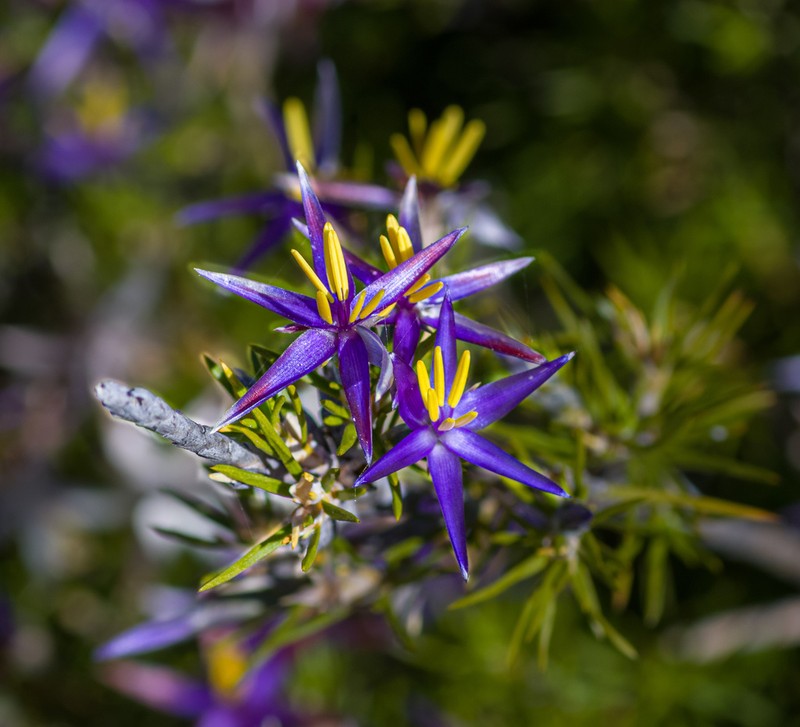 Calectasia jubilaea photo 4
