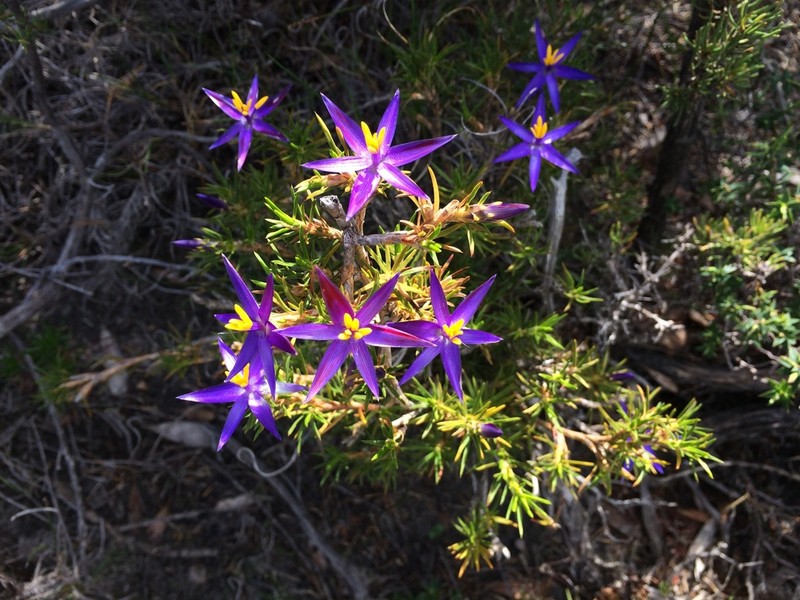 Calectasia jubilaea photo 5