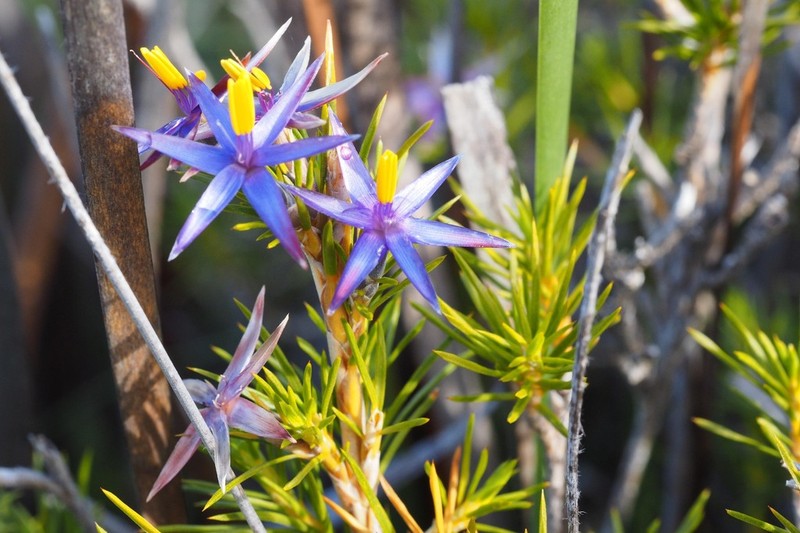Calectasia jubilaea photo 6