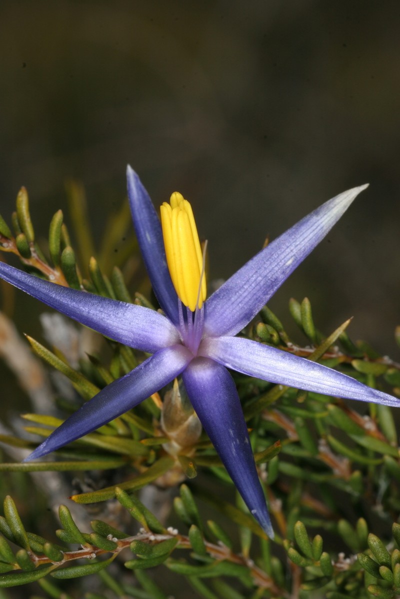 Calectasia jubilaea photo 7