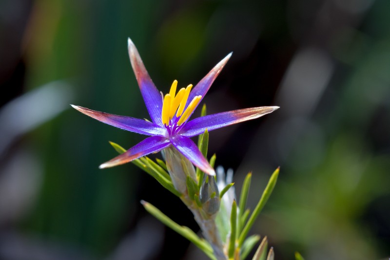 Calectasia jubilaea photo 8