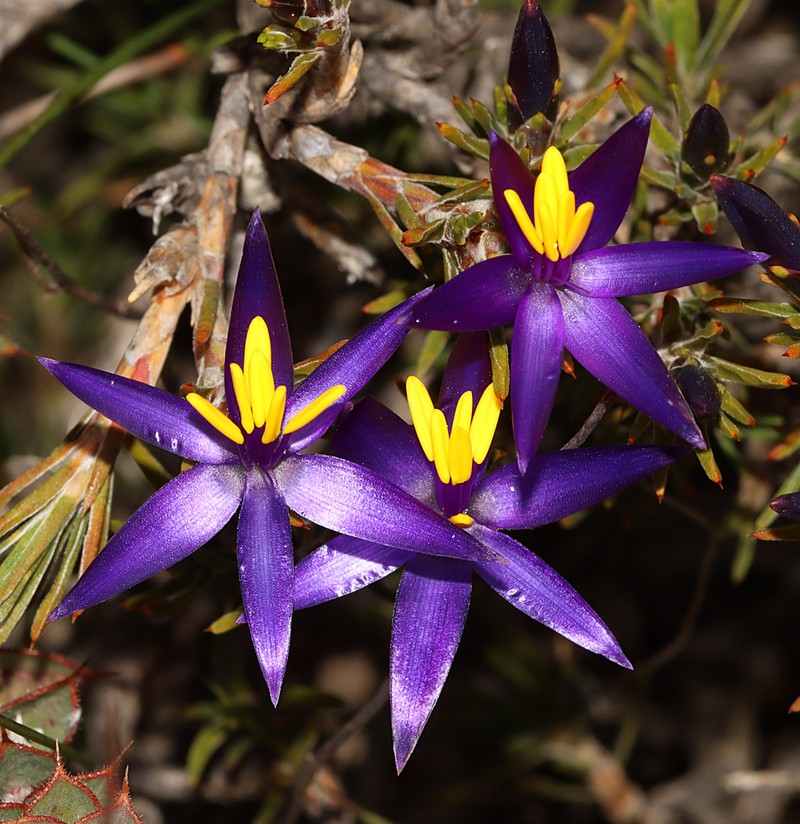 Calectasia valida