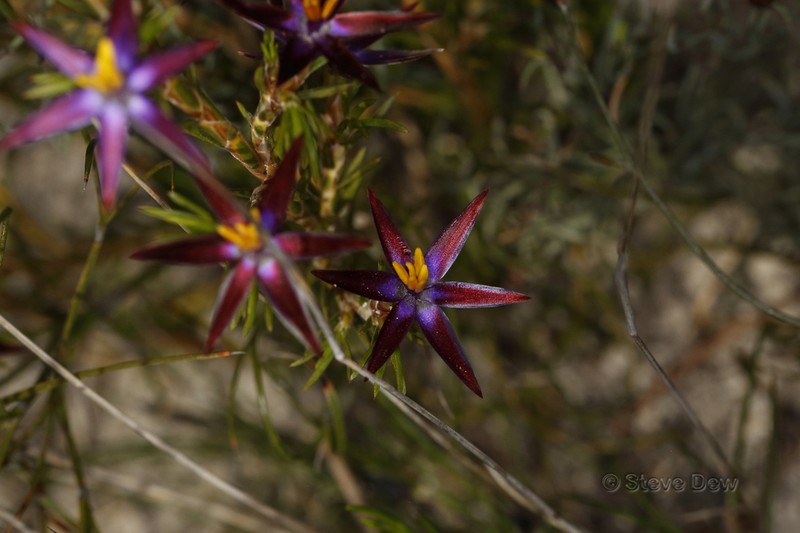 Calectasia valida photo 2
