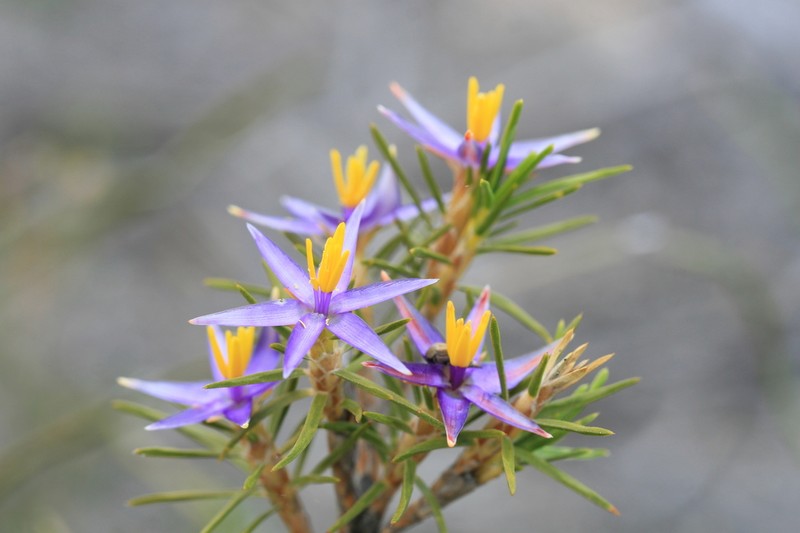 Calectasia valida photo 3