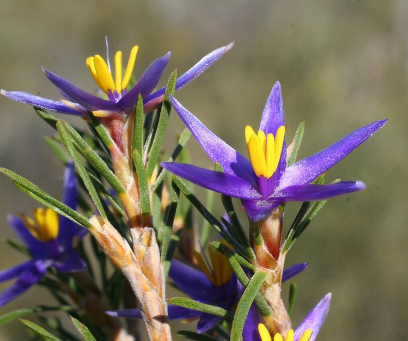 Calectasia valida photo 4