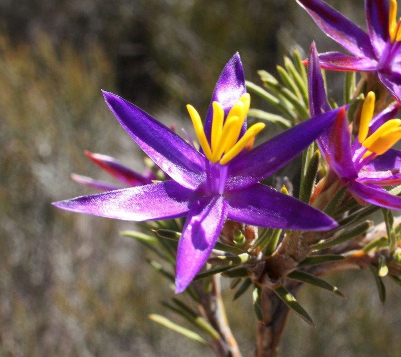 Calectasia valida photo 5