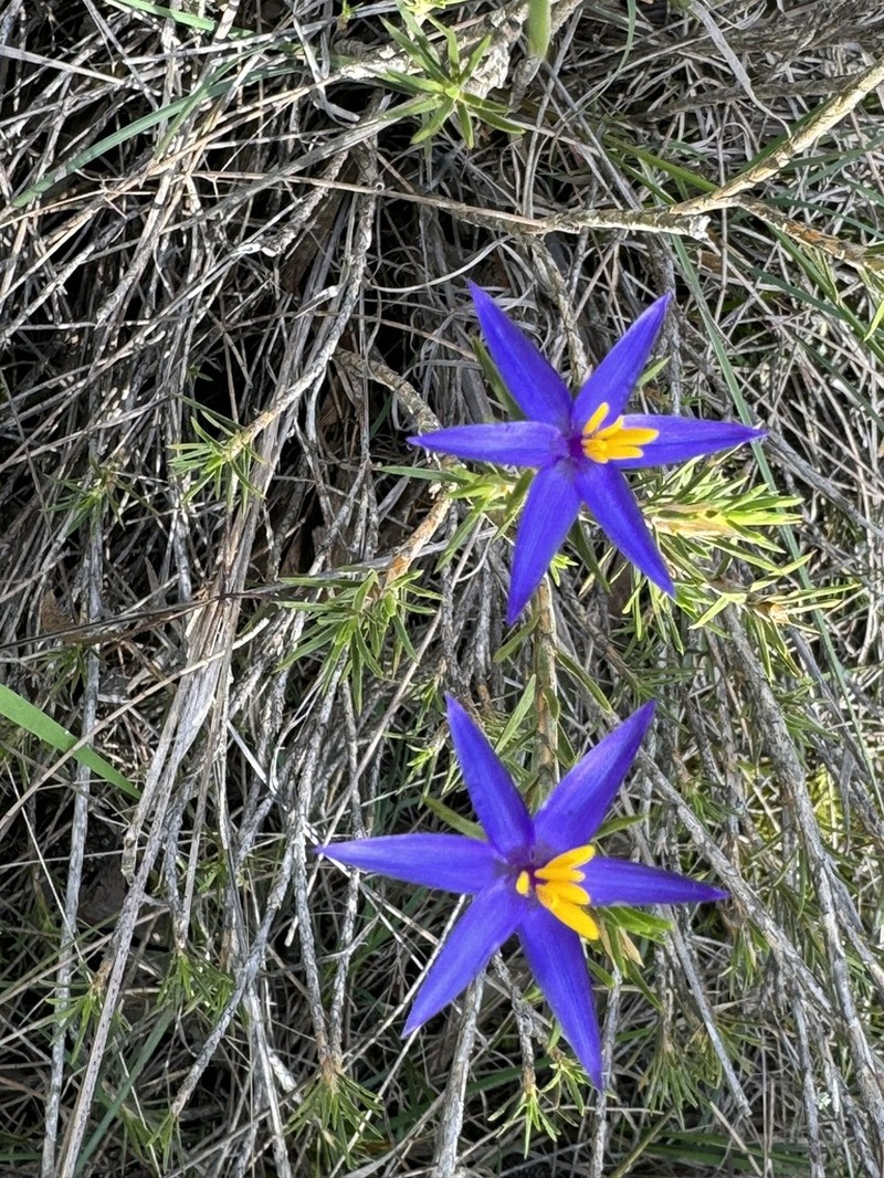 Calectasia valida photo 6