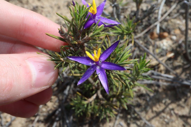 Calectasia valida photo 7